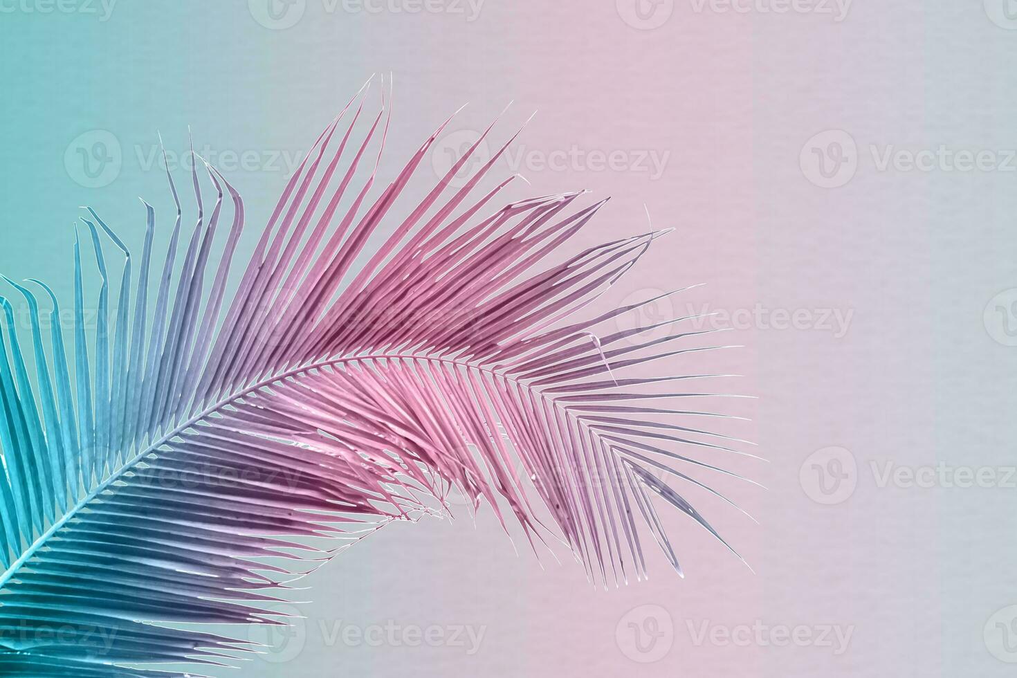 Tropical and palm leaves in vibrant gradient background. Trendy neon colors minimalist style. photo