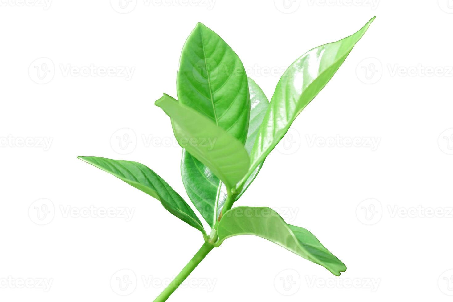 Twig with green leaves isolated on white background. Object with clipping path. photo