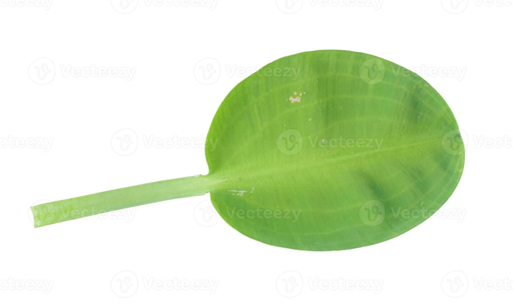 Lotus leaf isolated on white background. Object with clipping path. photo