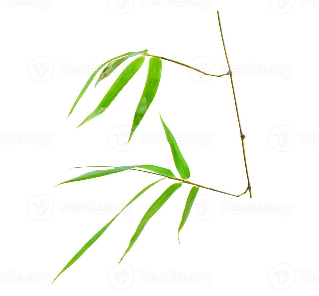 Tropical bamboo leaf isolated on white background. Object with clipping path. photo