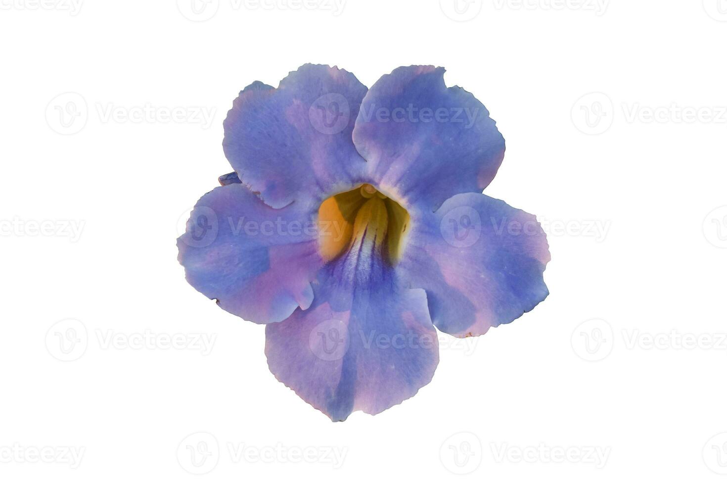 Purple flowers is isolated on a white background. Object with clipping path photo