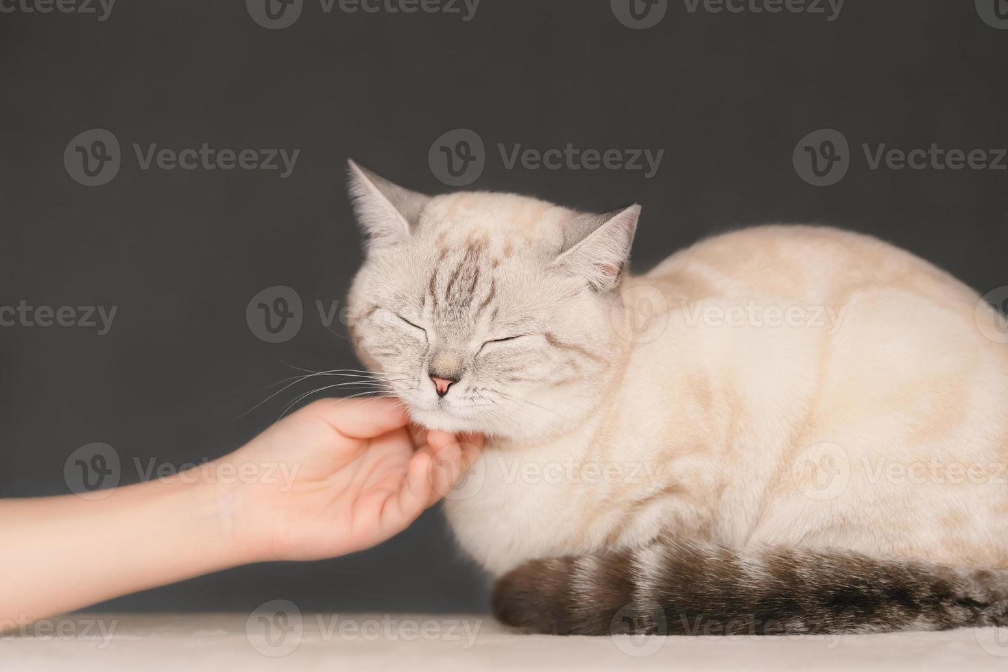 Child hand petting  cat neck photo