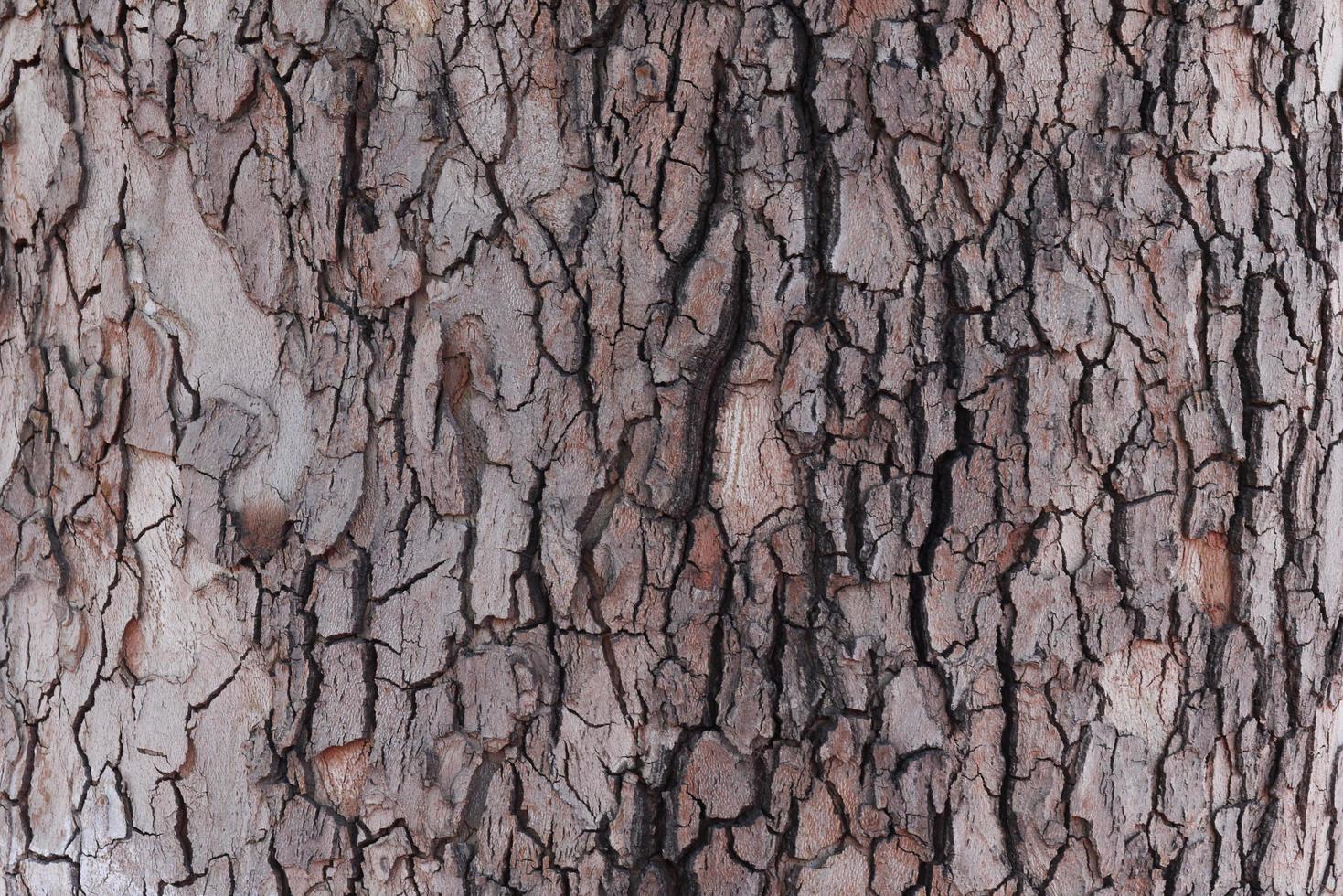 primer plano de textura de corteza de roble viejo. fondo de la naturaleza. foto