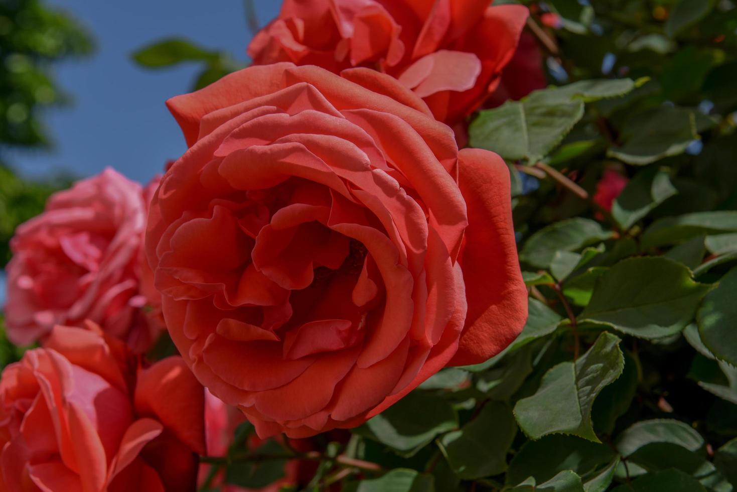 hermosas rosas rojas sobre un fondo de cielo azul de cerca. foto