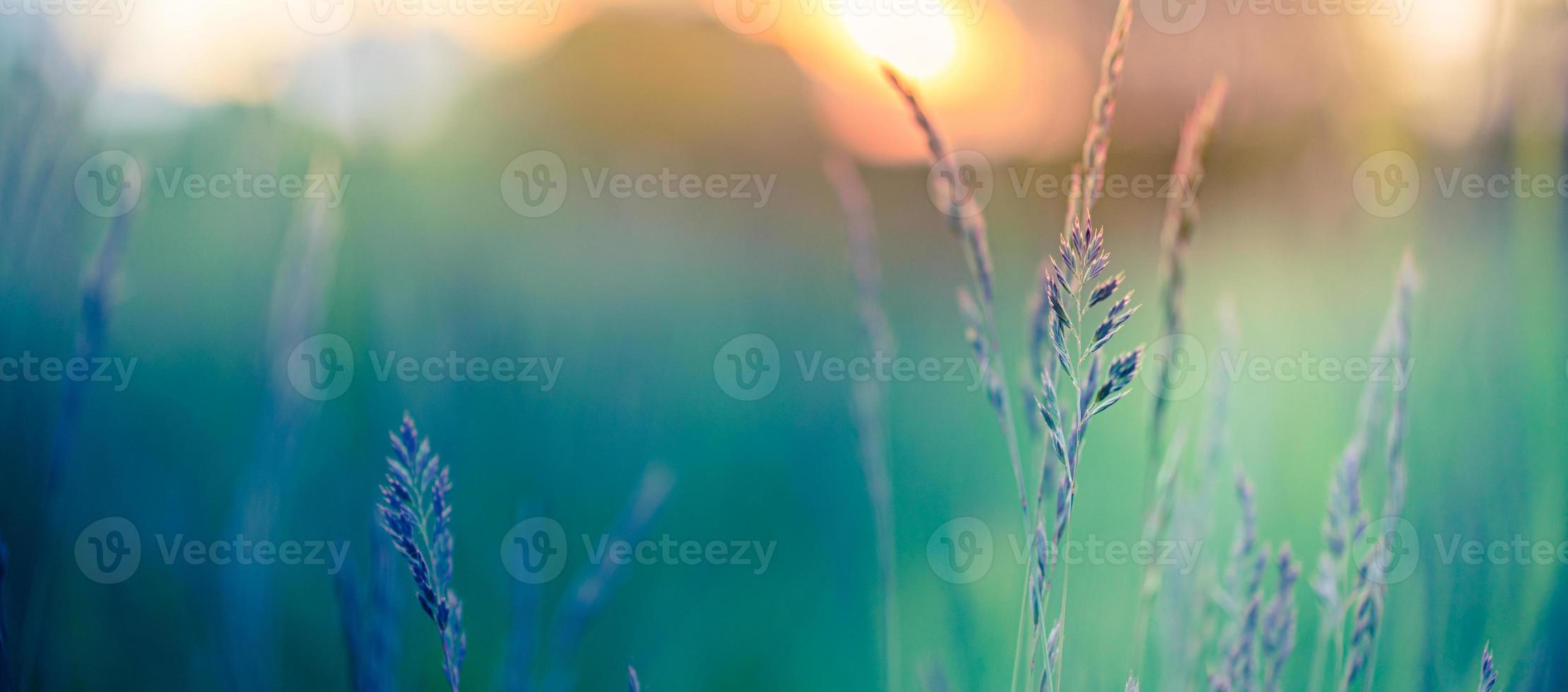 primavera verano puesta de sol amanecer prado hierba y paisaje de campo de bosque borroso. naturaleza idílica escénica, plantas de primer plano, flores silvestres bajo la suave luz del sol. idílica aventura relajante, paseo por la naturaleza o caminata foto