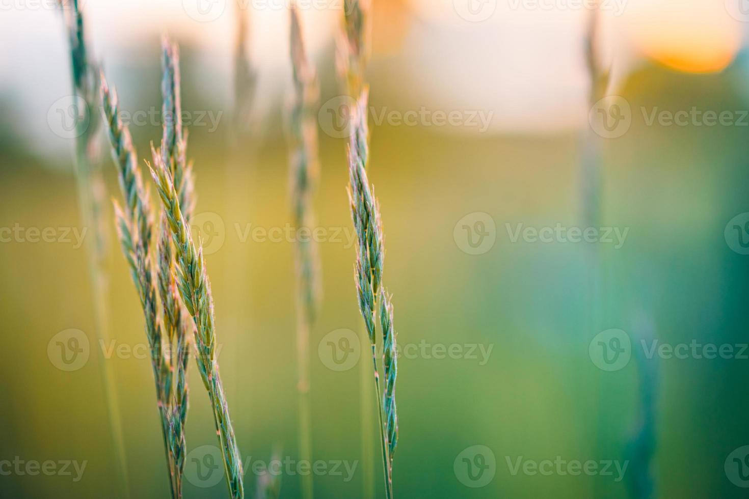 Yellow wild flowers and green meadow in the forest backdrop in the evening sunlight, blurred spring summer landscape. Dream bokeh nature closeup, idyllic adventure natural scenic. photo