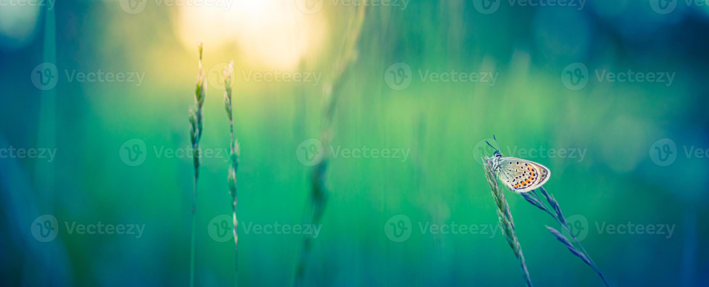 concepto de fondo de la naturaleza. hermoso fondo de pradera de naturaleza de verano. prado verde floreciente en la luz del atardecer de primavera. brillante diseño de banner de naturaleza de primavera de verano. pradera de primer plano de naturaleza inspiradora. foto