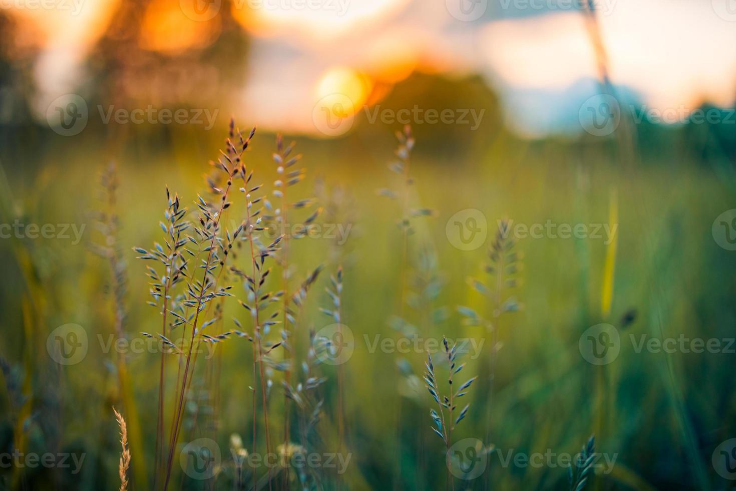 Yellow wild flowers and green meadow in the forest backdrop in the evening sunlight, blurred spring summer landscape. Dream bokeh nature closeup, idyllic adventure natural scenic. photo