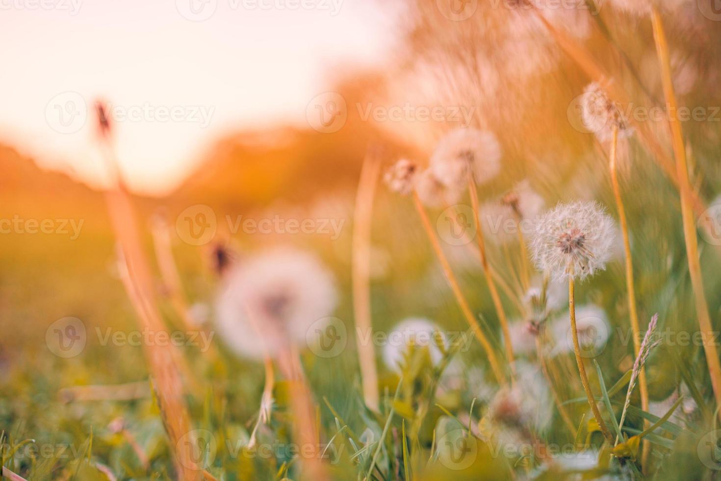 Fluffy dandelions glow in the rays of sunlight at sunset in nature a blurred bokeh meadow. Beautiful dandelion flowers in spring in a field close-up in the golden rays of the sun. photo