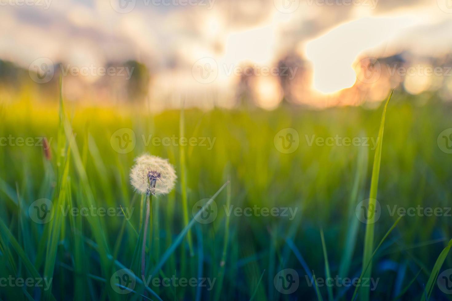 Fluffy dandelions glow in the rays of sunlight at sunset in nature a blurred bokeh meadow. Beautiful dandelion flowers in spring in a field close-up in the golden rays of the sun. photo