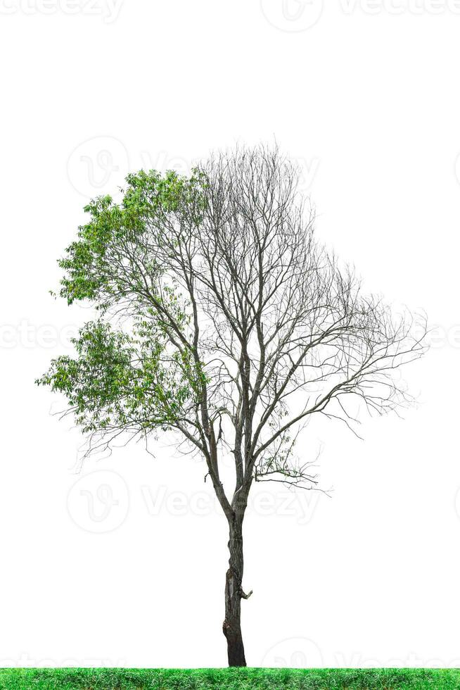 Half dead tree isolated on white background with clipping path. photo