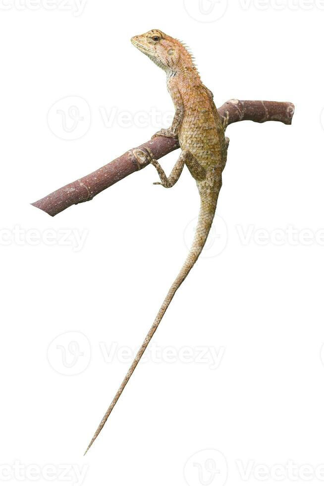 lagarto camaleón naranja aislado sobre fondo blanco. con trazado de recorte foto