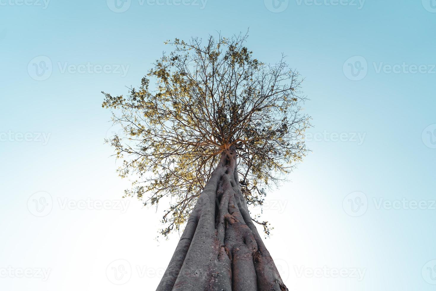 Desolate-The trees and the ground are dry during the day photo