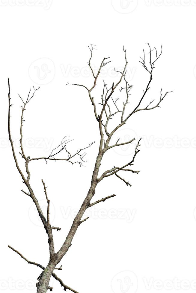 Dry tree branch isolated on white background. Object with clipping path. photo
