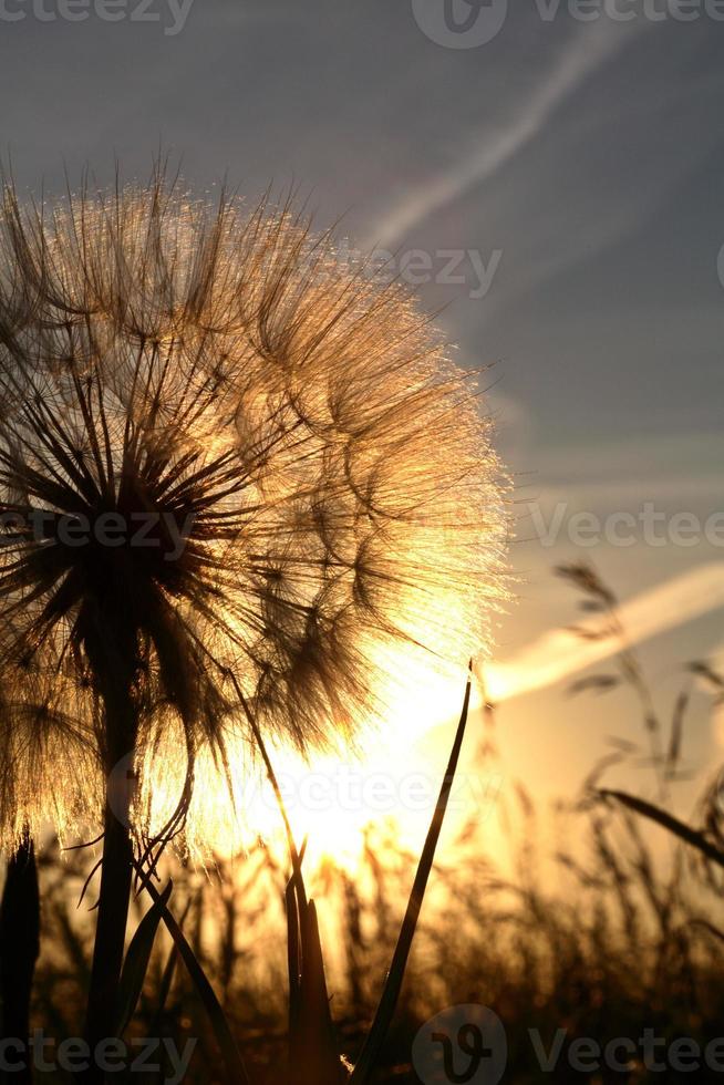 Sunlit goatsbeard seed pod in scenic Saskatchewan photo