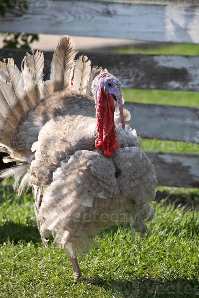 pavo doméstico bastante colorido en el pintoresco saskatchewan foto