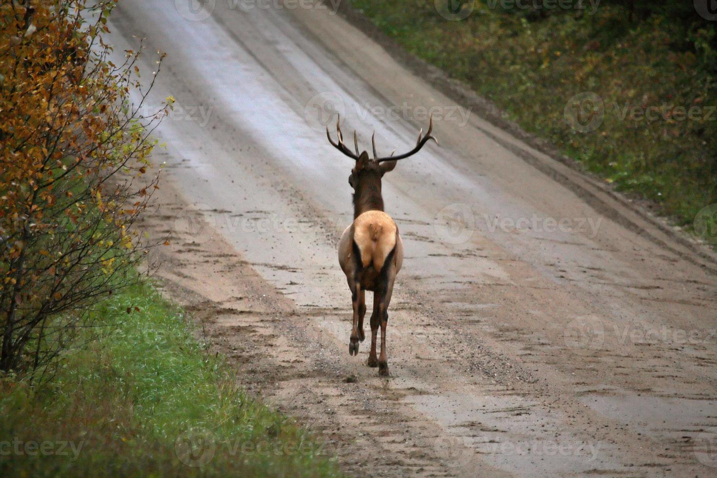 Wild elk along a country road in scenic Saskatchewan photo