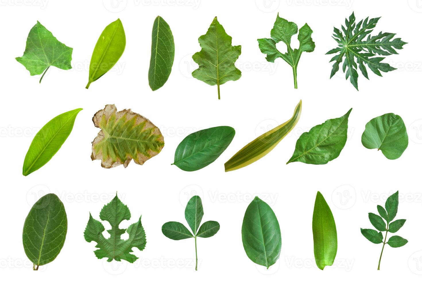 Collection of leaves isolated on a white background photo