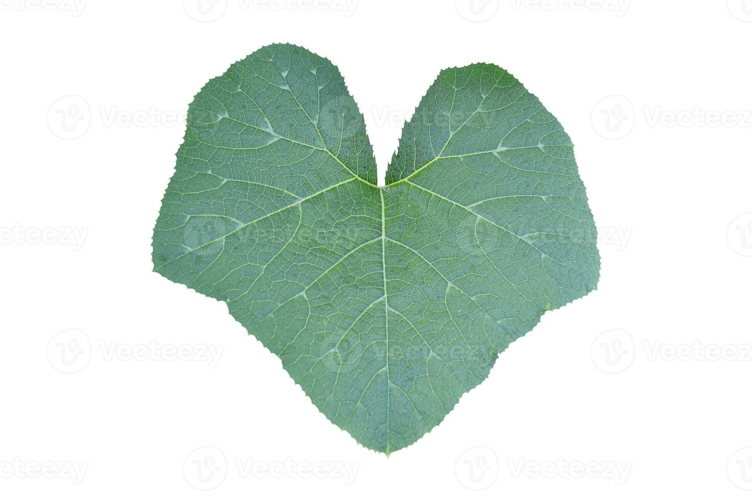 Green pumpkin leaf isolated on white background. Object with clipping path. photo