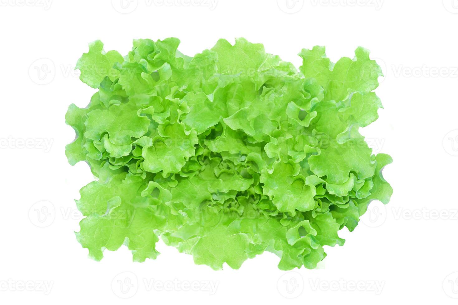 Green lettuce salad isolated on white background. photo