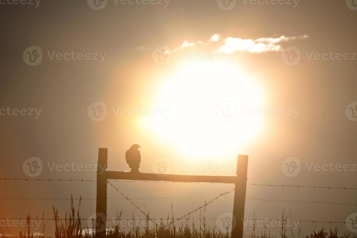 Hawk silhouetted by setting sun in scenic Saskatchewan photo