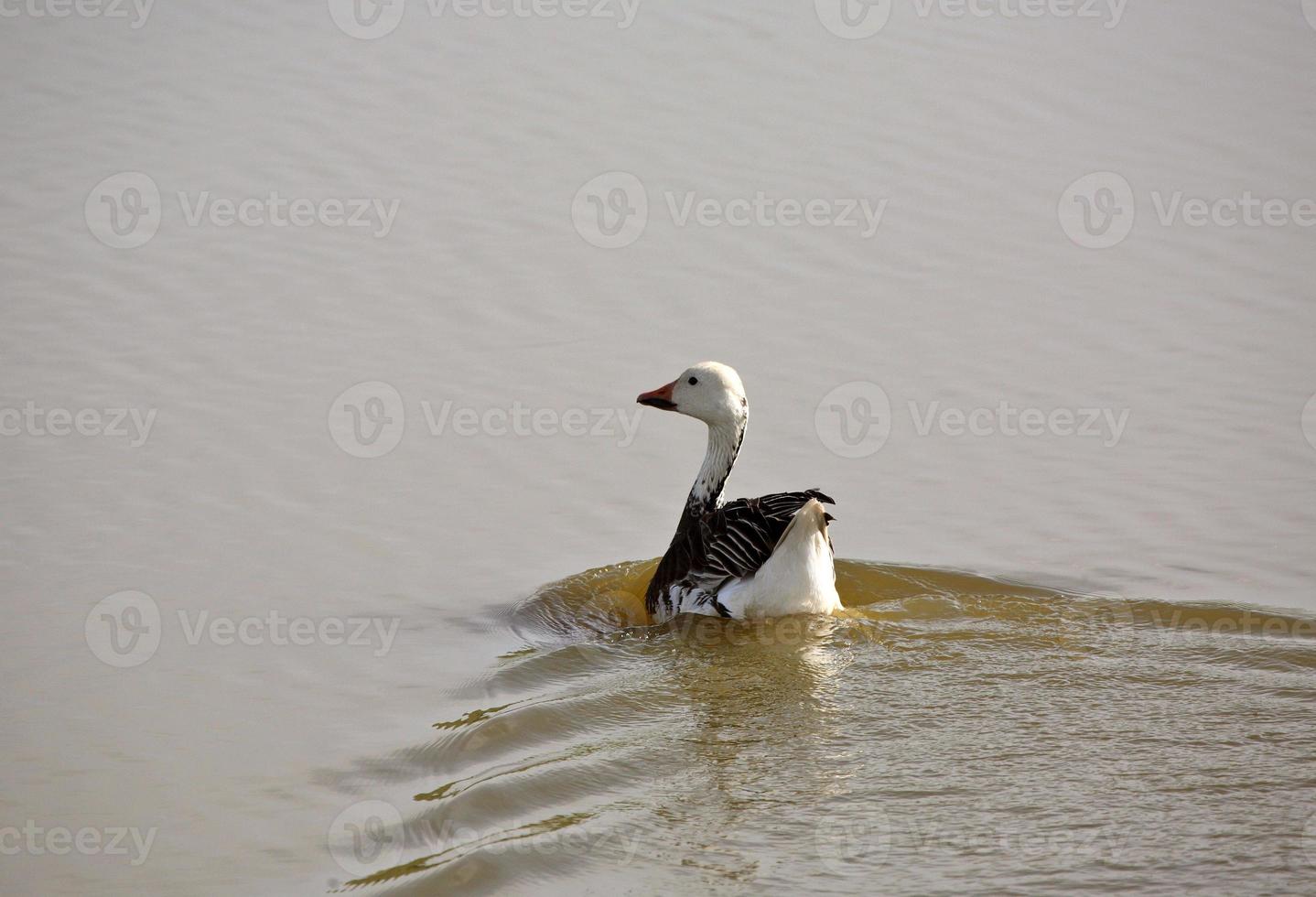 Lone Snow Goose in a Saskatchewan pond photo