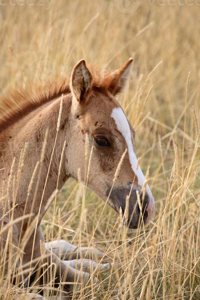 Foal resting in a Saskatchewan pasture photo