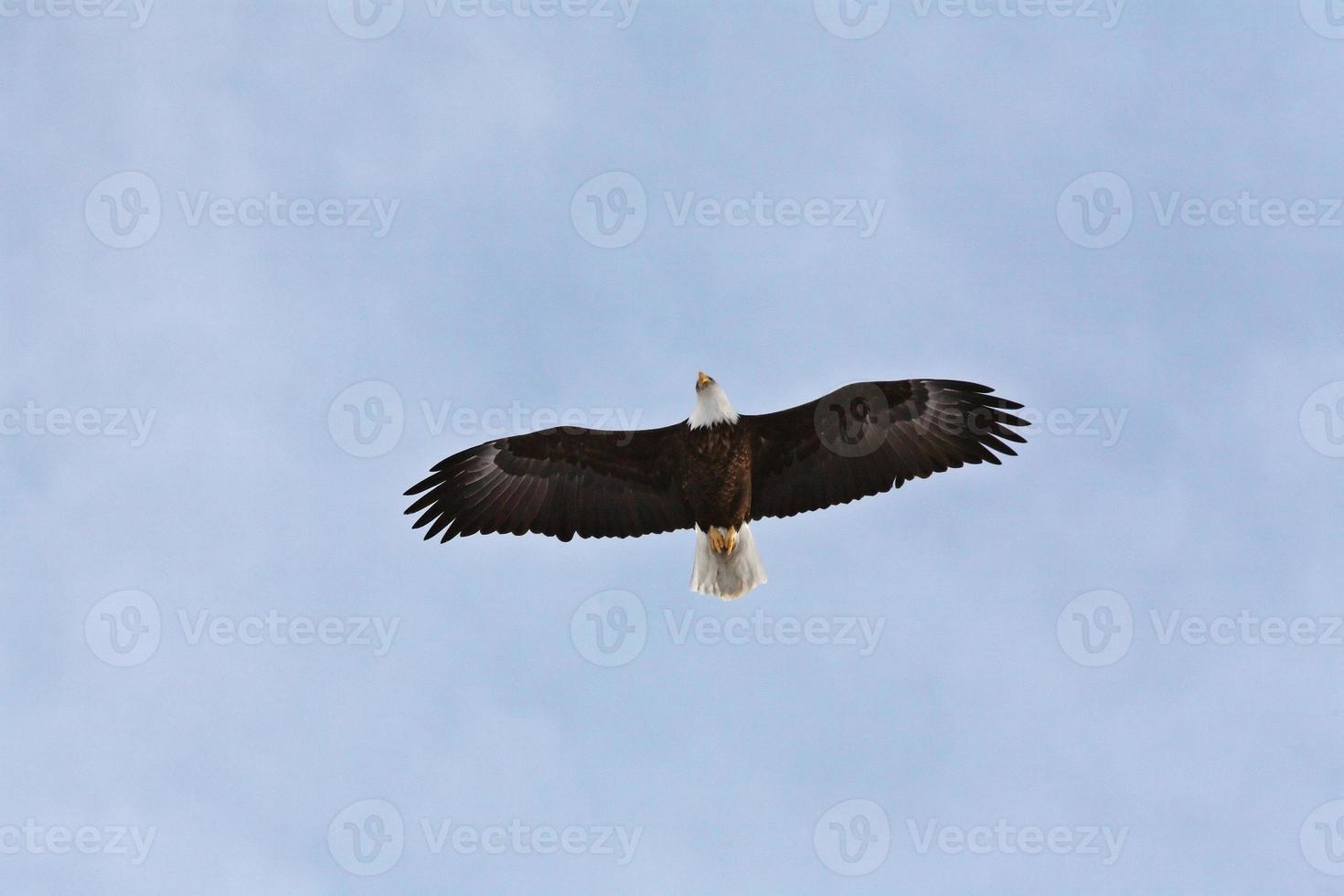 Bald Eagle in flight photo