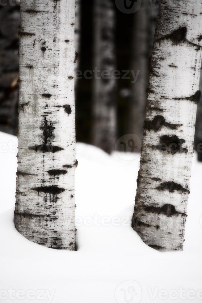 Aspen tree trunks in winter photo