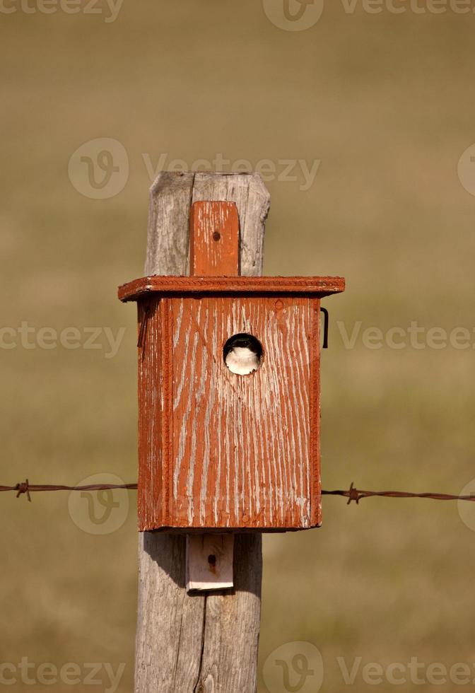 Swallow in bird house photo