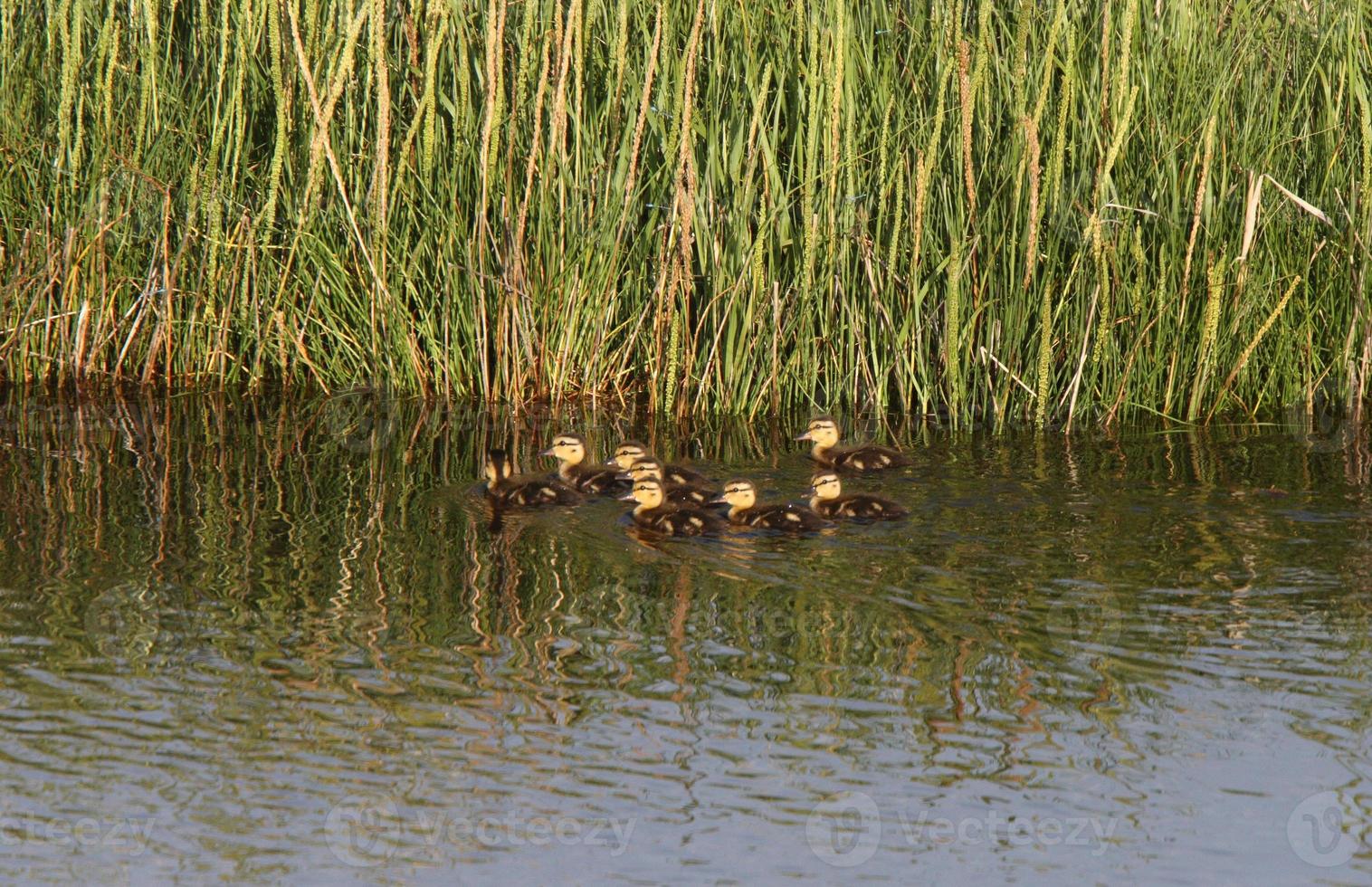 patitos nadando en un estanque al borde de la carretera foto