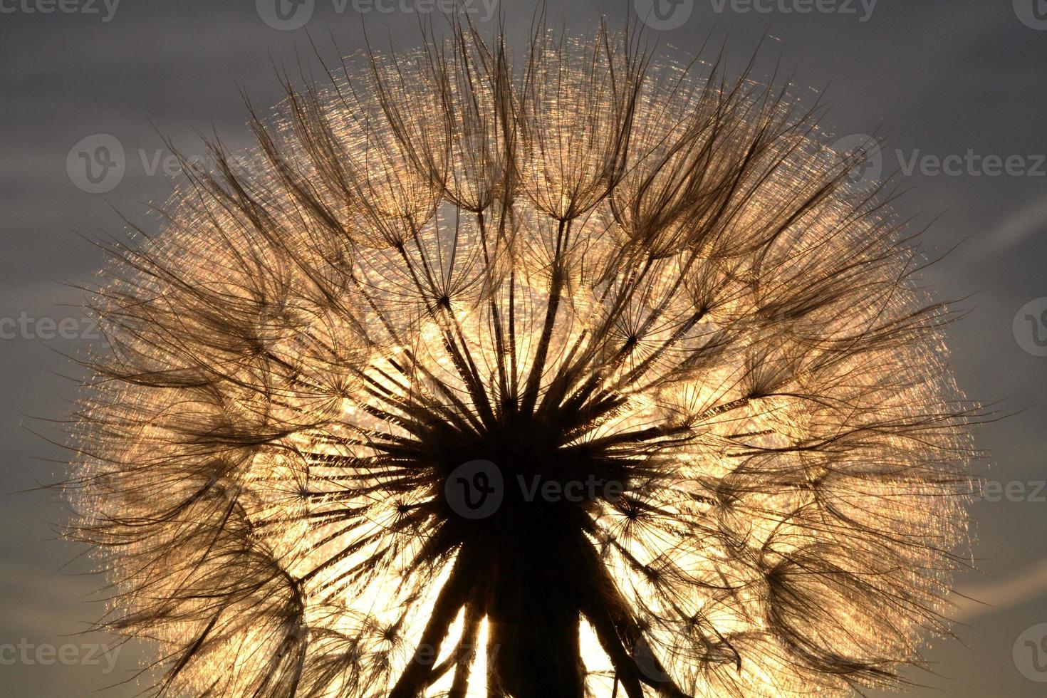 Sunlit goatsbeard seed pod in scenic Saskatchewan photo