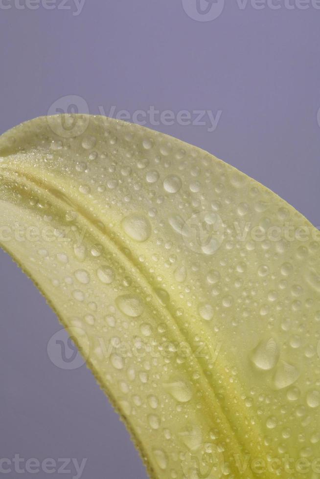 A lily in full bloom in scenic Saskatchewan photo