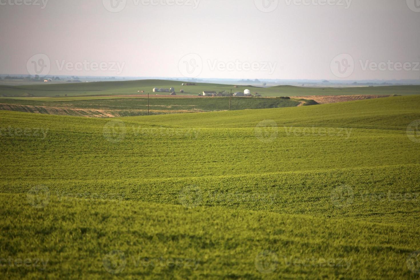 colinas ondulantes con nuevos cultivos en el pintoresco saskatchewan foto