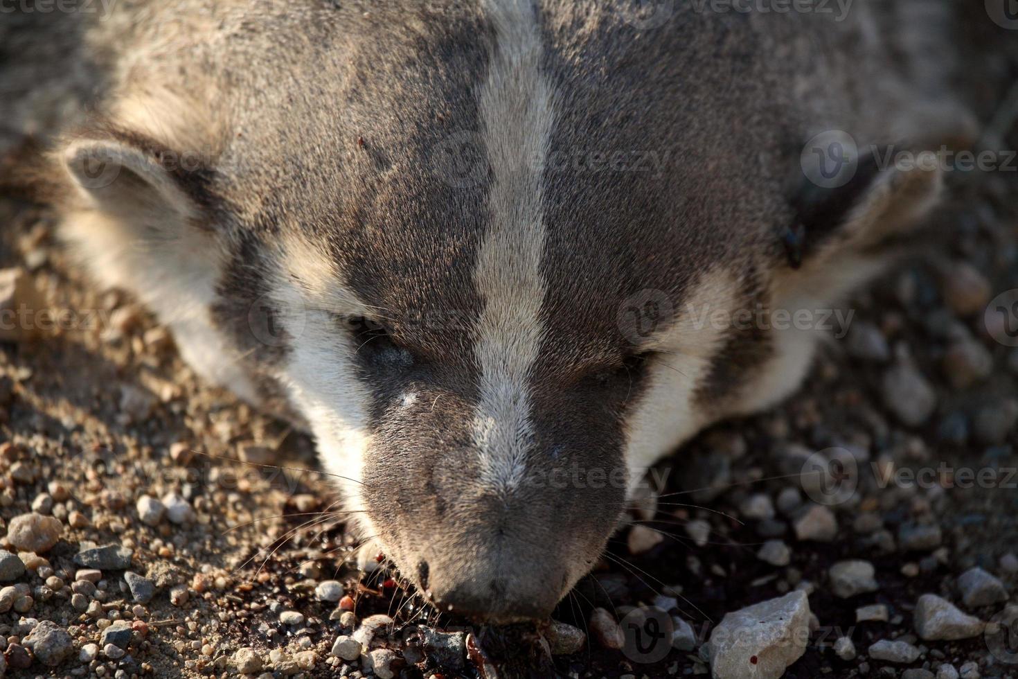 Road kill badger on a Saskatchewan country road photo