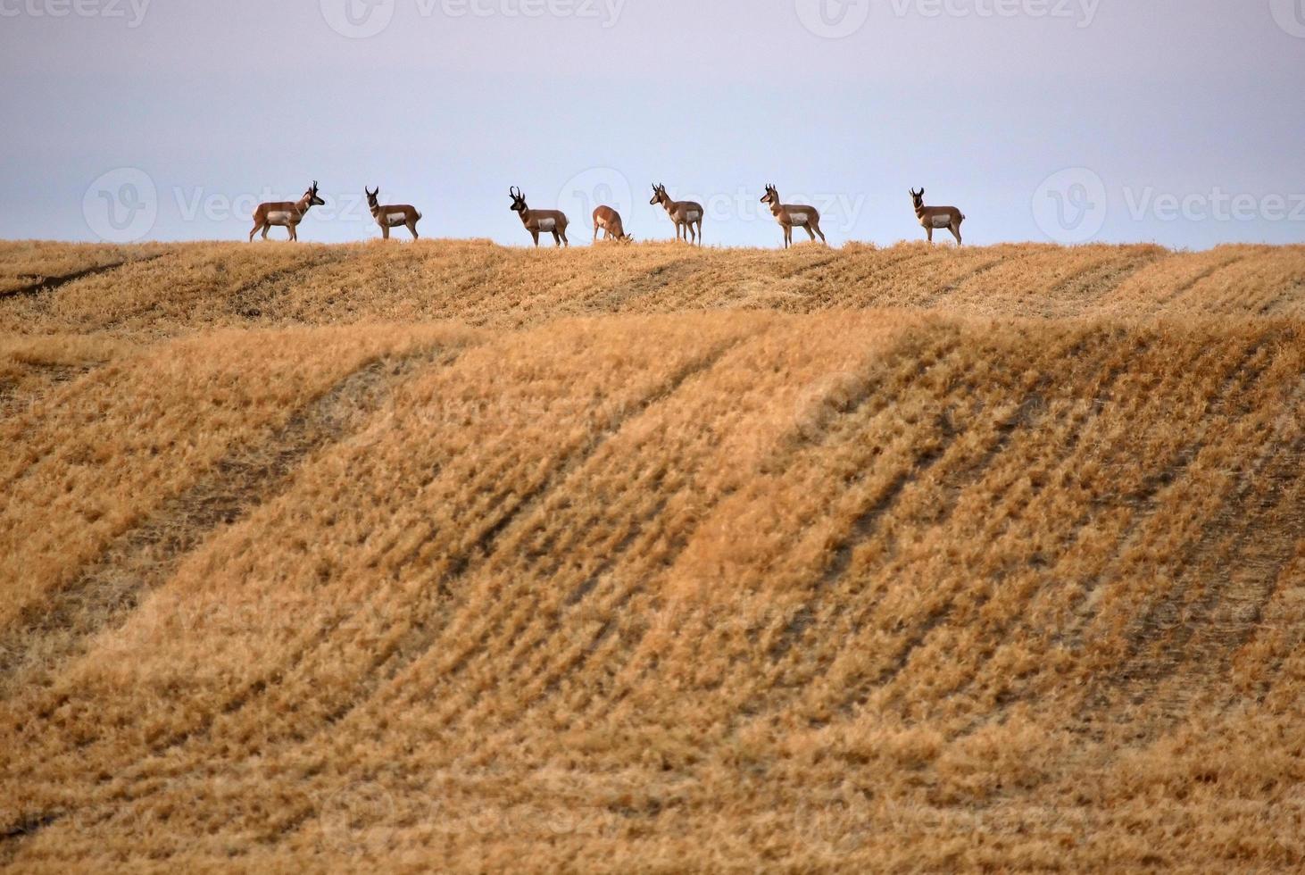 Small herd of Pronghorn Antelopes in scenic Saskatchewan photo