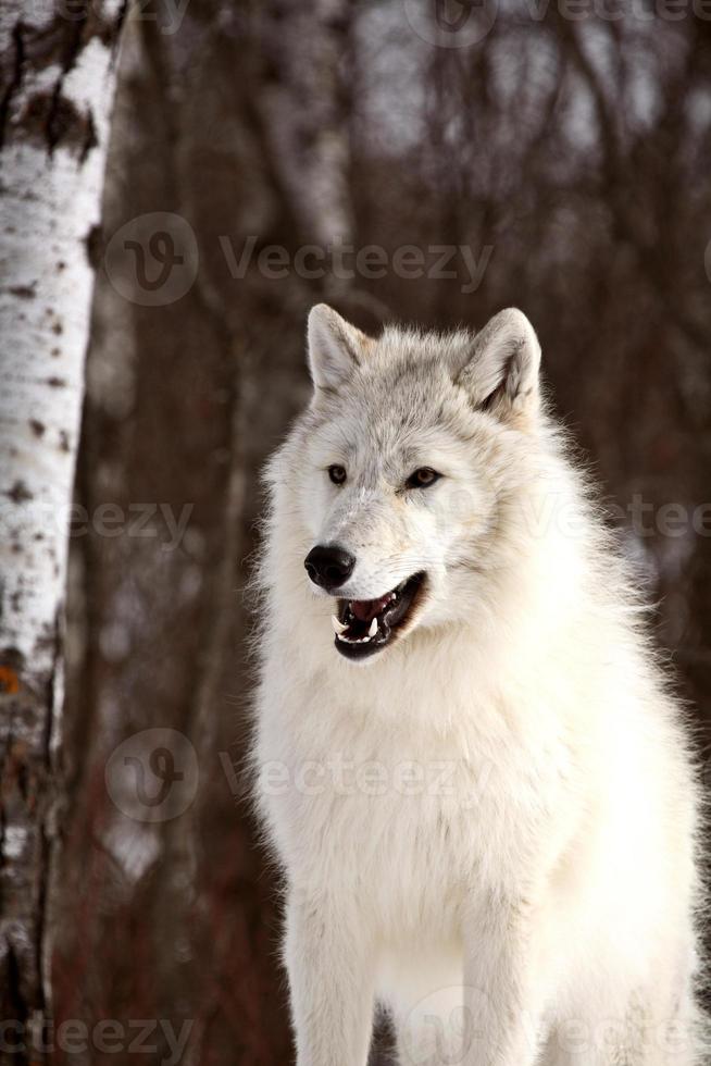 Arctic Wolf in winter photo