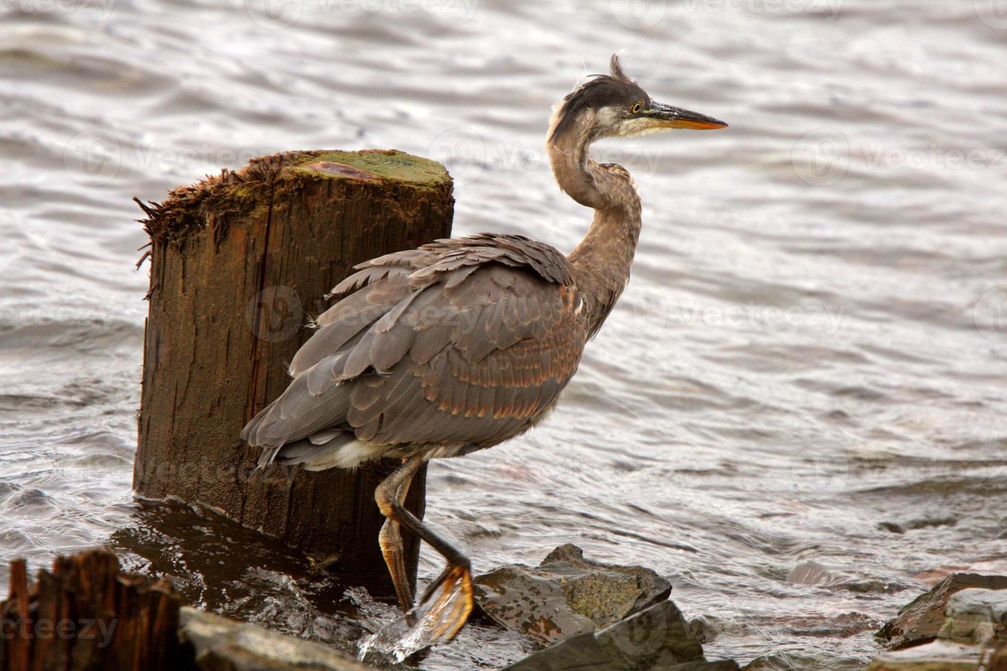 Great Blue Heron on rock at Prince Rupert seaside photo