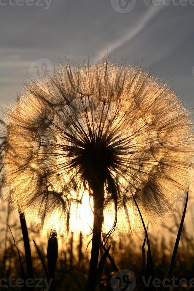 Sunlit goatsbeard seed pod in scenic Saskatchewan photo