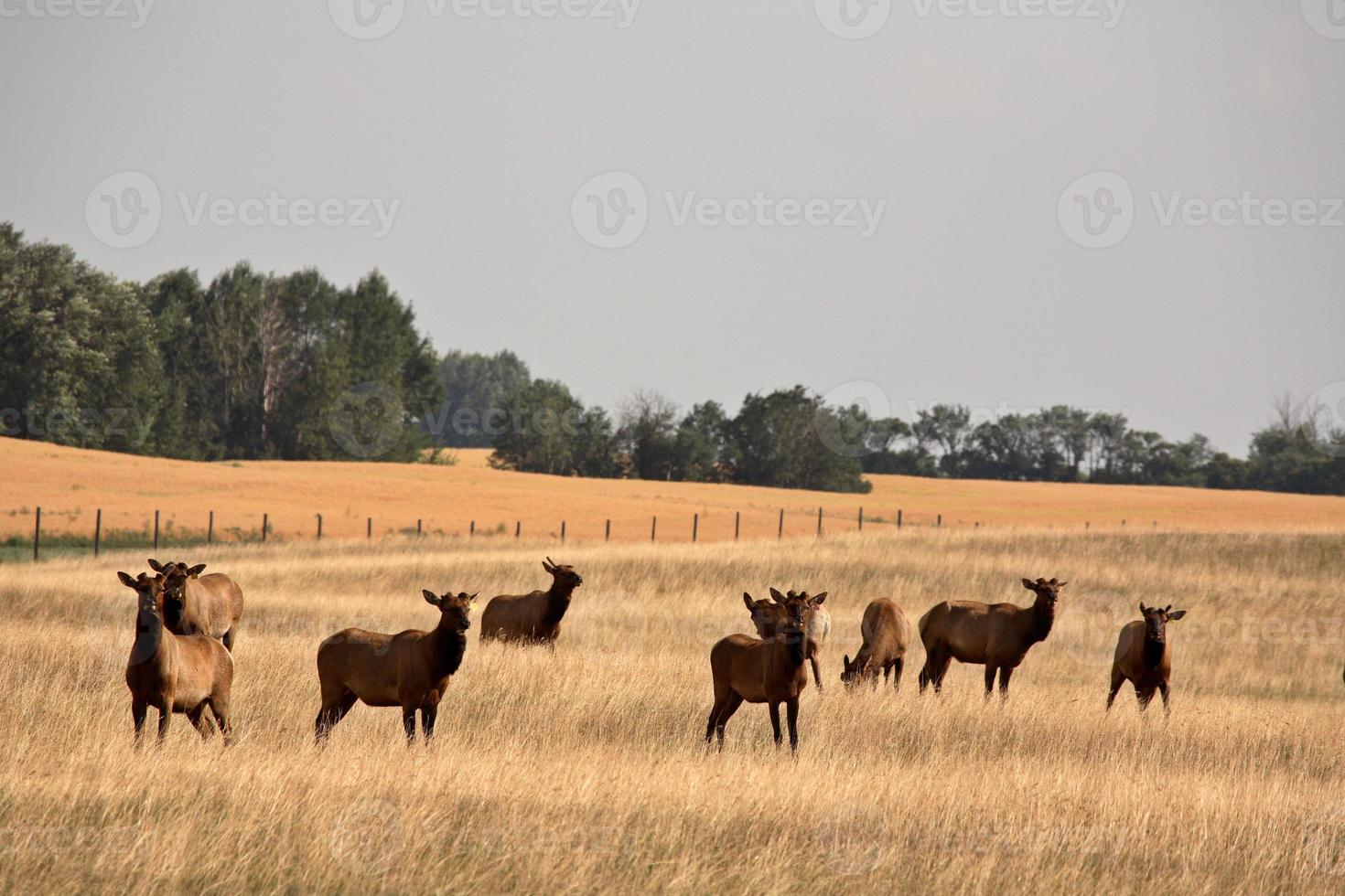 Herd of farm elk in scenic Saskatchewan photo