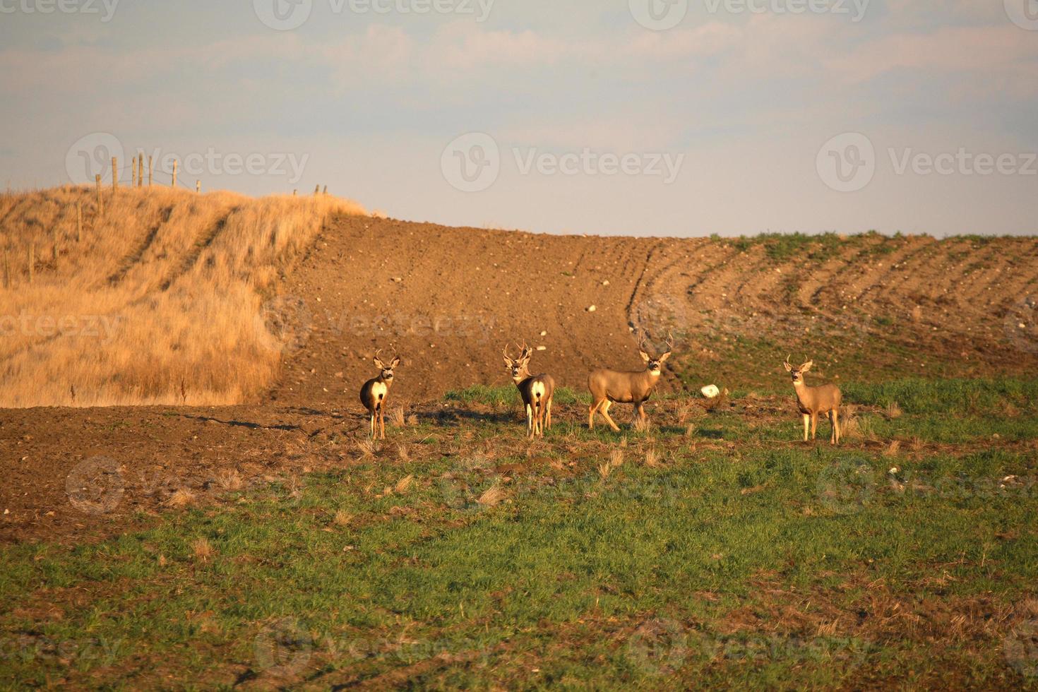 Small herd of Mule Deer photo