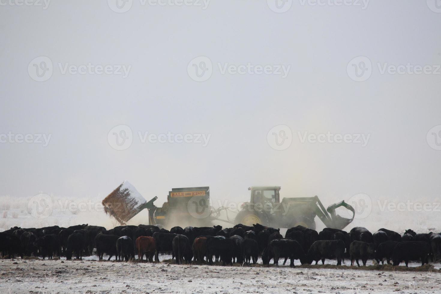Feeding cattle in winter 6277904 Stock Photo at Vecteezy