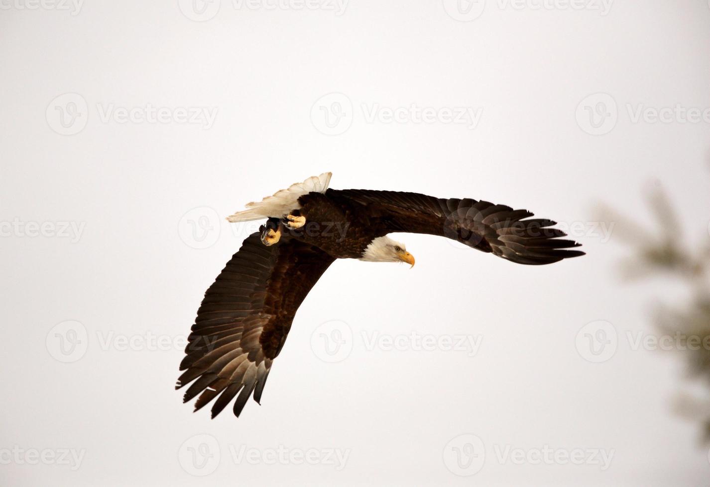 Bald Eagle in flight photo