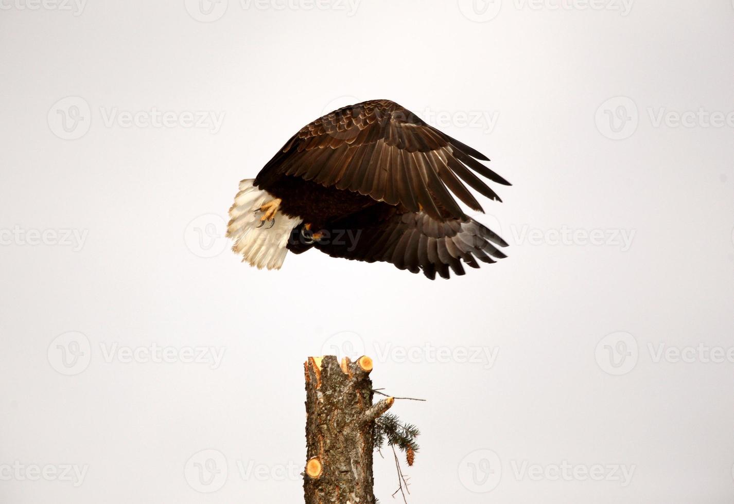 águila calva tomando vuelo de un árbol 6277906 Foto de stock en Vecteezy