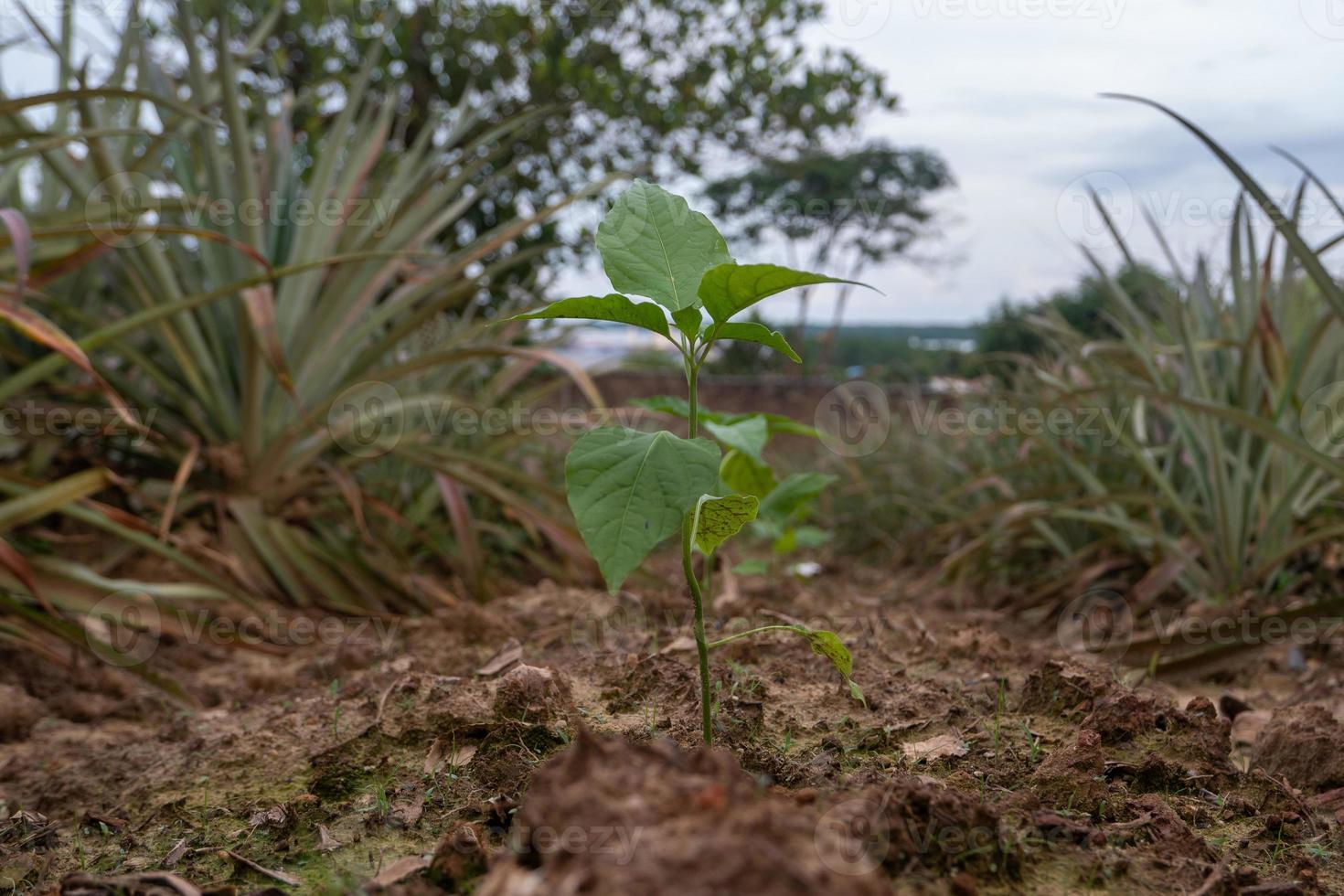 selective focus chili plants that grow in fertile soil photo