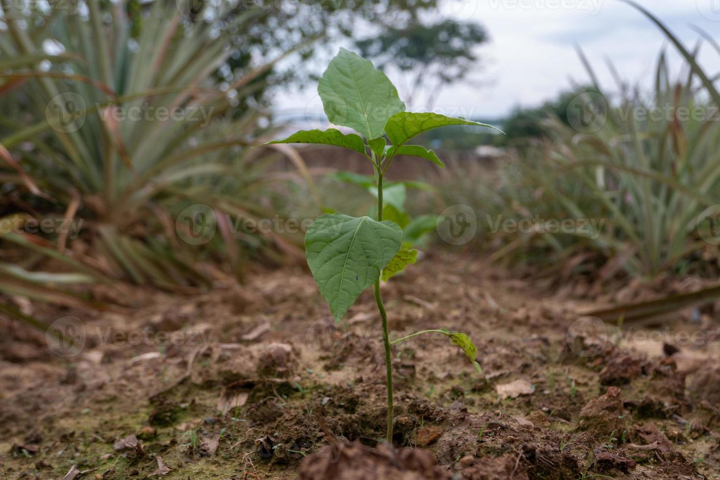 selective focus chili plants that grow in fertile soil photo