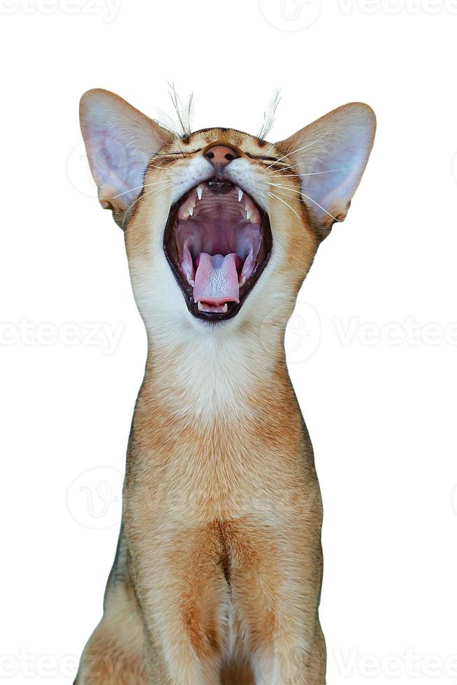 Portrait of an Abyssinian cat on a white background, isolate photo