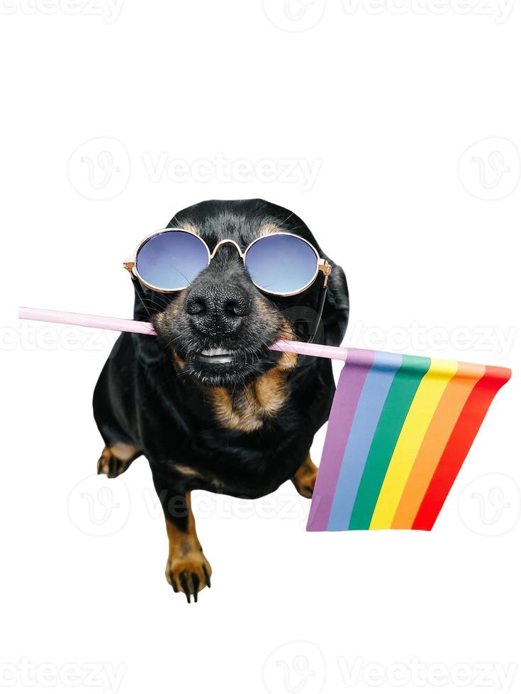 perro negro divertido con una bandera lgbt, sobre un fondo blanco foto