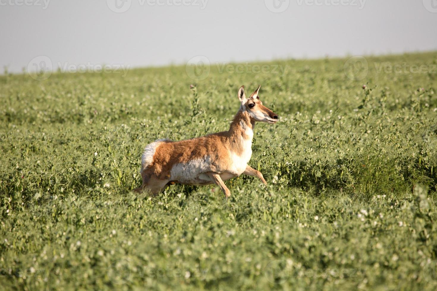 female antelope in a Saskatchewan field of peas photo