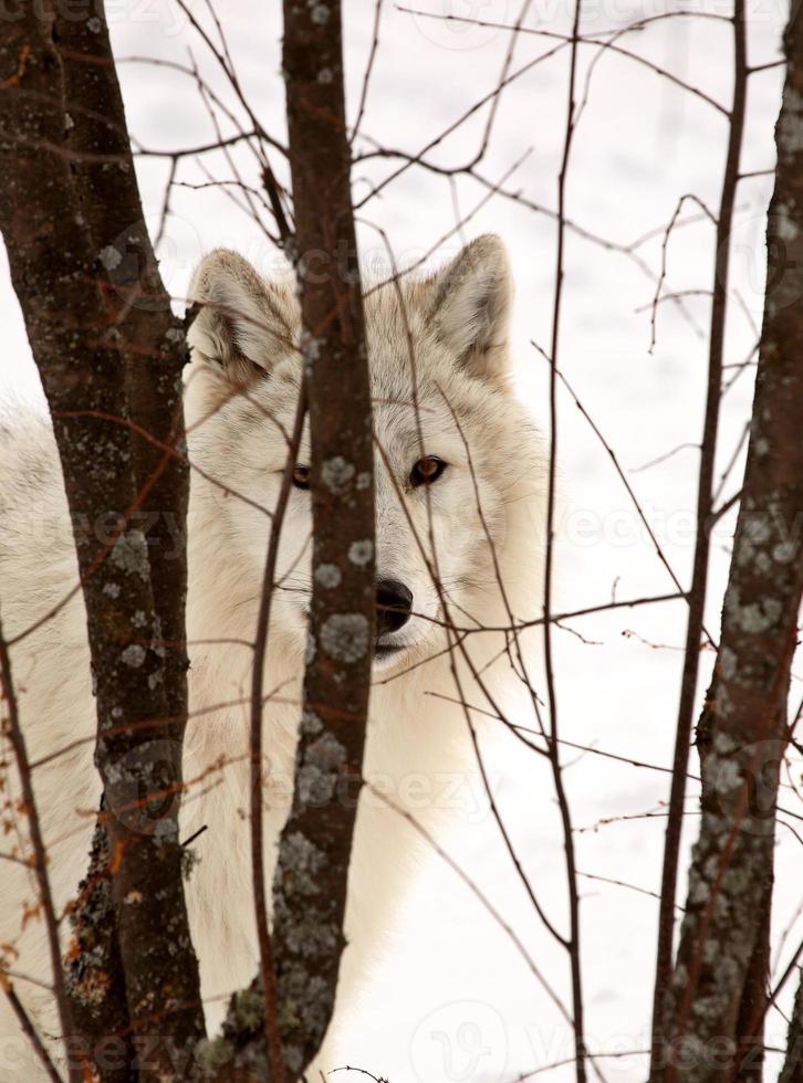 Arctic Wolf in winter photo